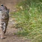 Fremont Quarter agora um refúgio para animais selvagens; É bom?