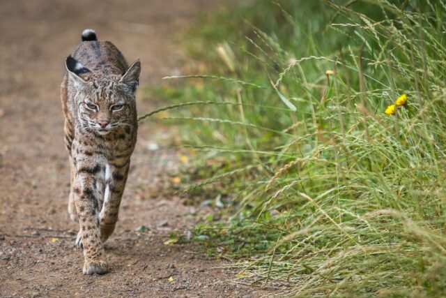 Fremont Quarter agora um refúgio para animais selvagens; É bom?

