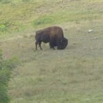 Uma tela de TV mostra Bison como pequenos pontos brancos em um mapa no Centro de Visitantes Provinciais de Buffalo Pound.