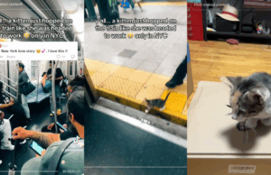 Gatinho em vídeo viral de metrô de Nova York recebe uma nova casa Gatinho em vídeo viral de metrô de Nova York recebe uma nova casa