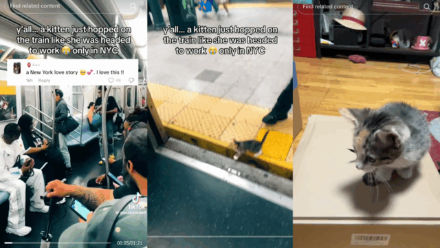 Gatinho em vídeo viral de metrô de Nova York recebe uma nova casa

