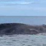 Geger! Baleia gigante morta morta em Temkuna NTT Beach