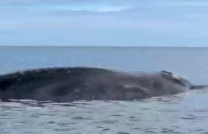 Geger! Baleia gigante morta morta em Temkuna NTT Beach Geger! Baleia gigante morta morta em Temkuna NTT Beach