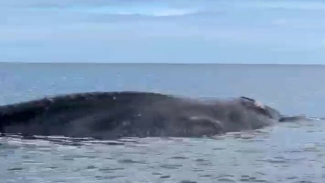 Geger! Baleia gigante morta morta em Temkuna NTT Beach

