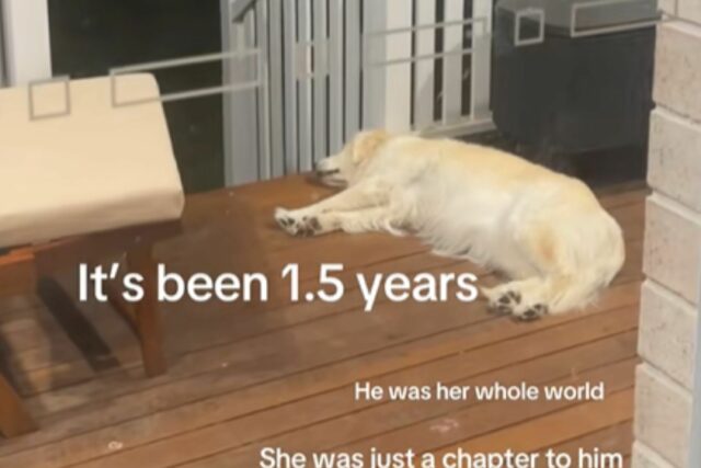 Gold Retriever também espera que o pai de cachorro volte para casa um ano depois de quebrar

