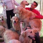 Nicolas Eugene Grant St James, 62 de Minehead, confiou em não fornecer acomodações de tamanho suficiente para o número de cães. Foto: Um visitante com os cães