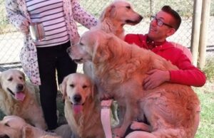 Golden Retrievers se mataram em brigas e foram deixados sem água doce em atração popular, onde os turistas pagaram para brincar com os cães Nicolas Eugene Grant St James, 62 de Minehead, confiou em não fornecer acomodações de tamanho suficiente para o número de cães. Foto: Um visitante com os cães