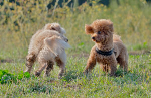Goldenadle tem ‘arco de um inimigo, seu primo para ficar, histérico na resposta Goldenadle tem 'arco de um inimigo, seu primo para ficar, histérico na resposta