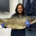 Uma mulher segura um peixe em um pequeno recipiente com uma régua para mostrar seu tamanho