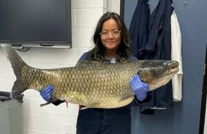 Goldfish, Correntes de queda e elétrica: na guerra silenciosa do Canadá contra carpa invasiva Uma mulher segura um peixe em um pequeno recipiente com uma régua para mostrar seu tamanho