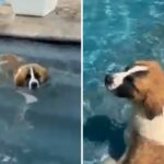 Grande limpeza de se misturar com a piscina desde a adoção vence a semana da semana