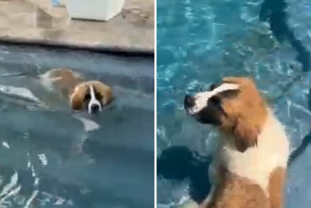Grande limpeza de se misturar com a piscina desde a adoção vence a semana da semana

