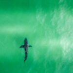 Hai organiza o fechamento na praia do estado de Seacliffe