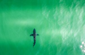 Hai organiza o fechamento na praia do estado de Seacliffe Hai organiza o fechamento na praia do estado de Seacliffe