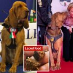 Herói cão policial italiano morto depois de comer salsichas com pregos-um treinador de problemas de alerta para suspeitos