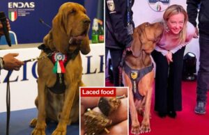 Herói cão policial italiano morto depois de comer salsichas com pregos-um treinador de problemas de alerta para suspeitos Herói cão policial italiano morto depois de comer salsichas com pregos-um treinador de problemas de alerta para suspeitos