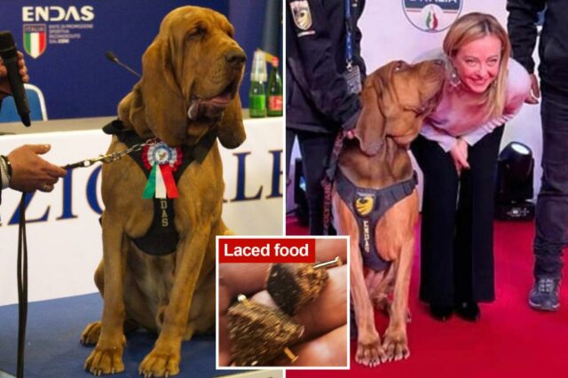 Herói cão policial italiano morto depois de comer salsichas com pregos-um treinador de problemas de alerta para suspeitos

