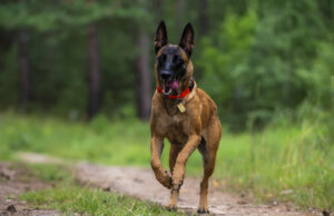 Hilaridade como mal -durar a barriga tenta brincar com cães vizinhos Hilaridade como mal -durar a barriga tenta brincar com cães vizinhos