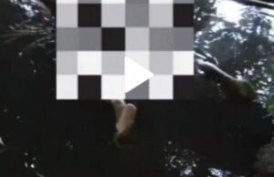 Horrorizado! O corpo de um homem sem cabeça e órgãos vitais encontrados flutuando no rio Ciliwung Horrorizado! O corpo de um homem sem cabeça e órgãos vitais encontrados flutuando no rio Ciliwung