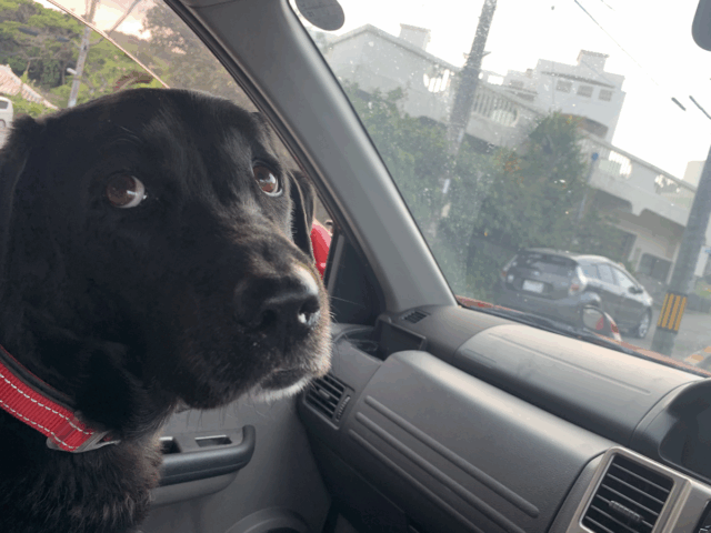 Labrador tem sedativo para os óculos, histéricos sobre o que está acontecendo no carro

