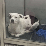 Lágrimas no rosto do cachorro apenas em abrigo depois do filhote sobrevivente