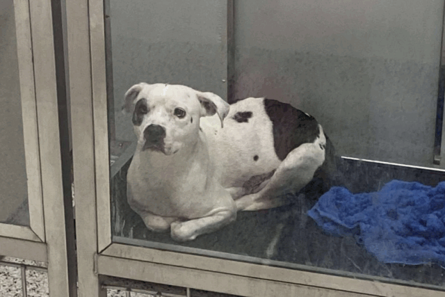 Lágrimas no rosto do cachorro apenas em abrigo depois do filhote sobrevivente

