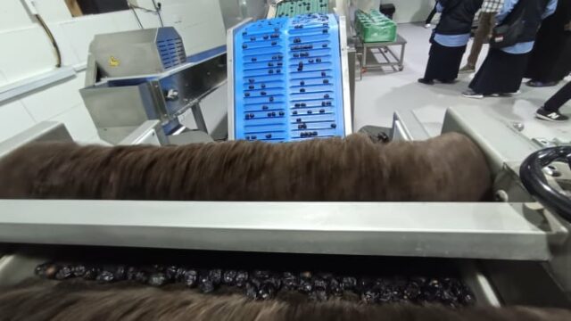 Leve uma olhada na produção da fazenda de castelos de Ajwa em Medina: sofisticada e orgânica

