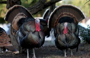 Listras de peru selvagem livremente nos subúrbios da área da baía, mas onde exatamente eles estão chegando? Depois de interromper o tráfego na televisão Boulevard em Alameda, Califórnia, um peru com suas folhas cheias se apresenta com suas folhas cheias. (Laura A. Oda/ Bay Area News Group)