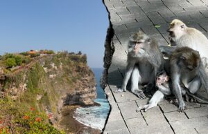 Macacos que lidera uma farsa em um templo sagrado, dizem turistas frustrados após o roubo do telefone Macacos que lidera uma farsa em um templo sagrado, dizem turistas frustrados após o roubo do telefone