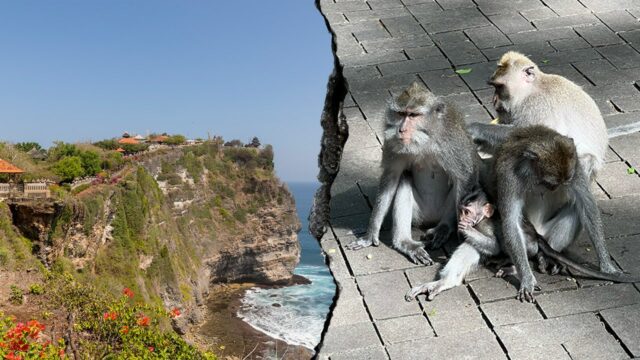 Macacos que lidera uma farsa em um templo sagrado, dizem turistas frustrados após o roubo do telefone

