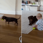 Mamãe mamãe conhecida bebê e dachshund seriam 'amigos de vida ao longo da vida