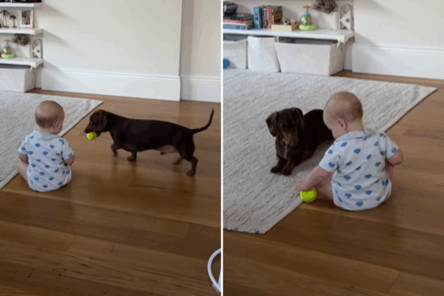 Mamãe mamãe conhecida bebê e dachshund seriam 'amigos de vida ao longo da vida

