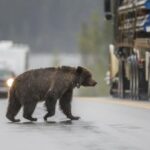 Um jovem urso pardo corre uma estrada.