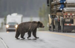 Montadas e minas de carvão cortam os ursos pardos do habitat, o estudo encontra Um jovem urso pardo corre uma estrada.