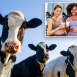 Três vacas Holstein no céu azul.