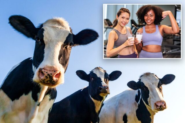Três vacas Holstein no céu azul.