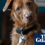 Novo centro de pesquisa para investigar como a IA pode ajudar as pessoas a falar com animais de estimação