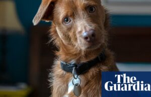 Novo centro de pesquisa para investigar como a IA pode ajudar as pessoas a falar com animais de estimação Novo centro de pesquisa para investigar como a IA pode ajudar as pessoas a falar com animais de estimação