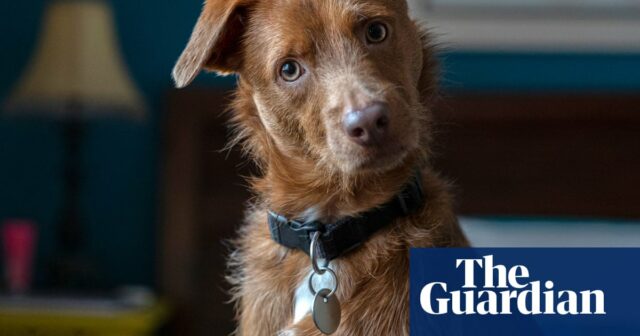 Novo centro de pesquisa para investigar como a IA pode ajudar as pessoas a falar com animais de estimação

