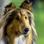 O Agies Collie Pet faz uma cirurgia para eliminar os olhos