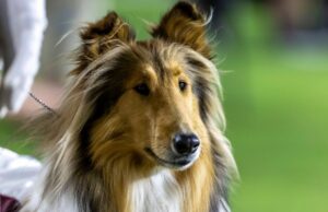 O Agies Collie Pet faz uma cirurgia para eliminar os olhos O Agies Collie Pet faz uma cirurgia para eliminar os olhos