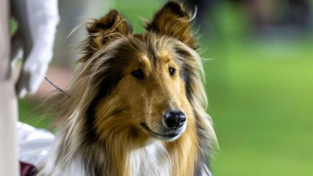 O Agies Collie Pet faz uma cirurgia para eliminar os olhos

