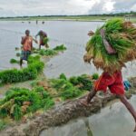 Farmers hauling rice seedlings for planting.