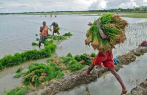 O NetZERONITROGENS quer que as bactérias substituam o fertilizante sintético em campos agrícolas Farmers hauling rice seedlings for planting.