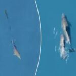 Dolfin nada no oceano.