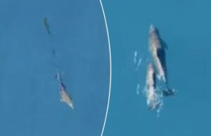 O bezerro de golfinhos se juntou à mãe novamente depois de ser libertado da rede de pesca Dolfin nada no oceano.