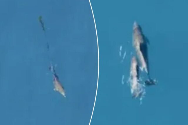 Dolfin nada no oceano.