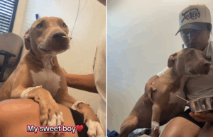 O cachorro acorda pela cirurgia de backup da vida, lágrimas na reunião com o proprietário O cachorro acorda pela cirurgia de backup da vida, lágrimas na reunião com o proprietário