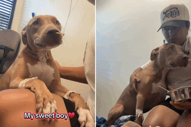 O cachorro acorda pela cirurgia de backup da vida, lágrimas na reunião com o proprietário


