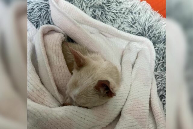 O cachorro do cachorro ver a família executa até 14 é viral

